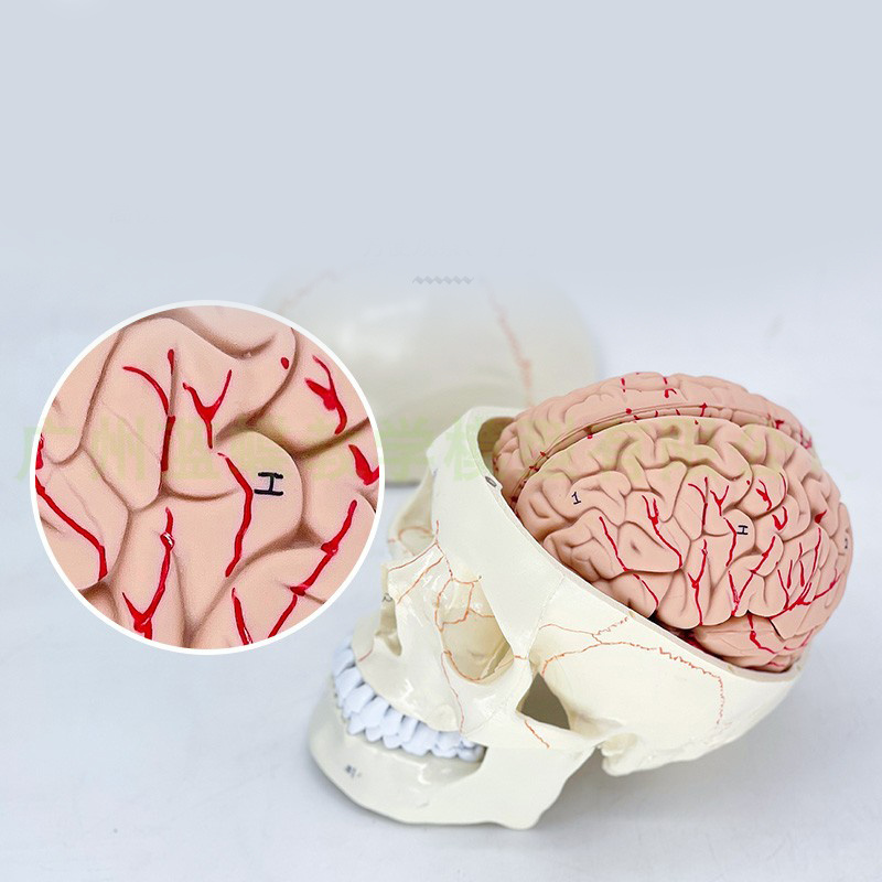 Medical life-size plastic 3-part drawn and numbered model of a human skull showing muscle origins and 48 muscles