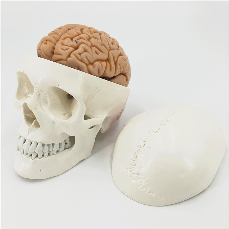 Medical life-size plastic 3-part drawn and numbered model of a human skull showing muscle origins and 48 muscles