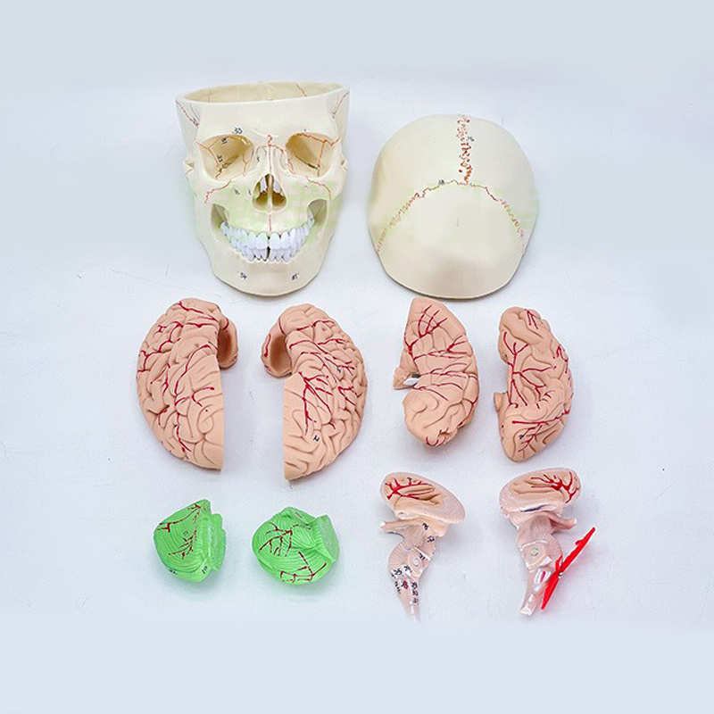 Medical life-size plastic 3-part drawn and numbered model of a human skull showing muscle origins and 48 muscles