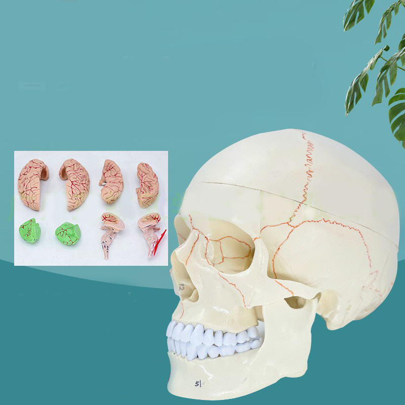 Medical life-size plastic 3-part drawn and numbered model of a human skull showing muscle origins and 48 muscles