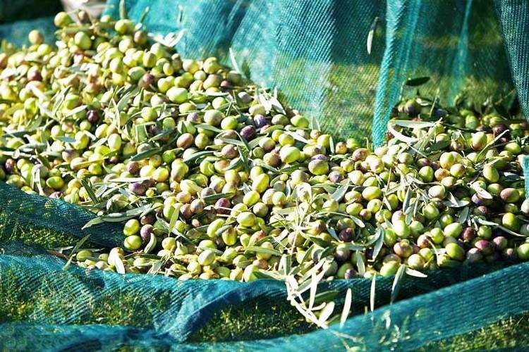 2018 Factory HDPE Olive Collection Mesh Olive Net