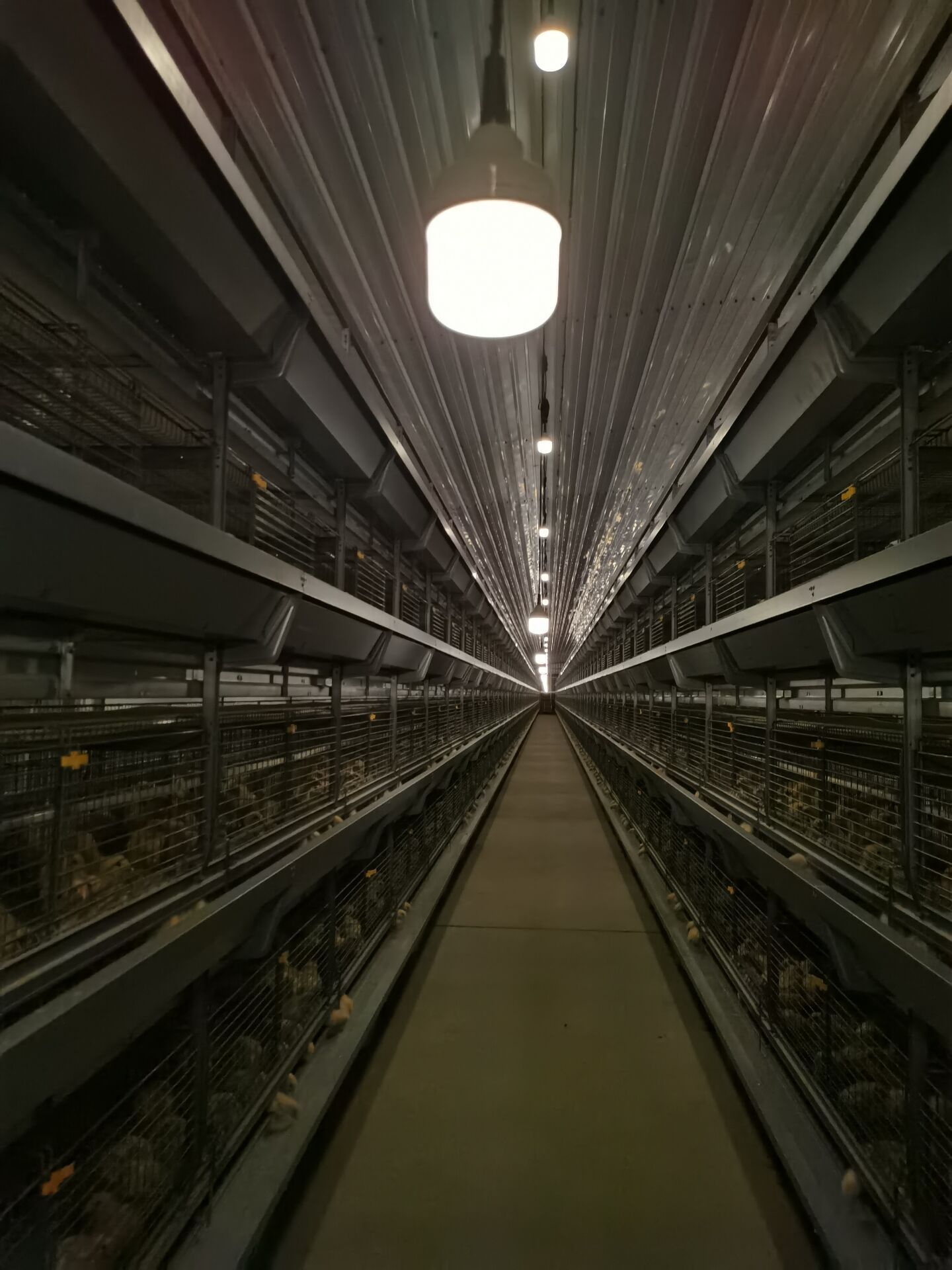 Broiler Poultry Farm Lighting Chicken Farm Equipment Flicker Free Dimmable LED Bulb