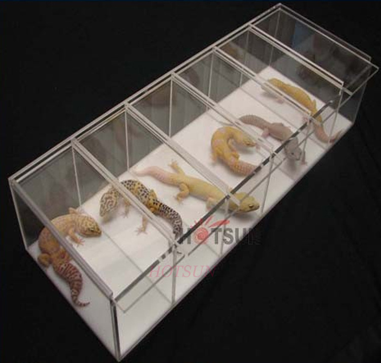 acrylic gecko snake reptile display cases