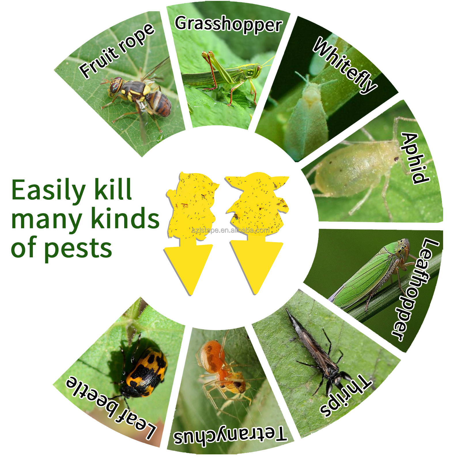 Insect Traps Fruit Fly Traps Mosquito And Flies Killer Trap