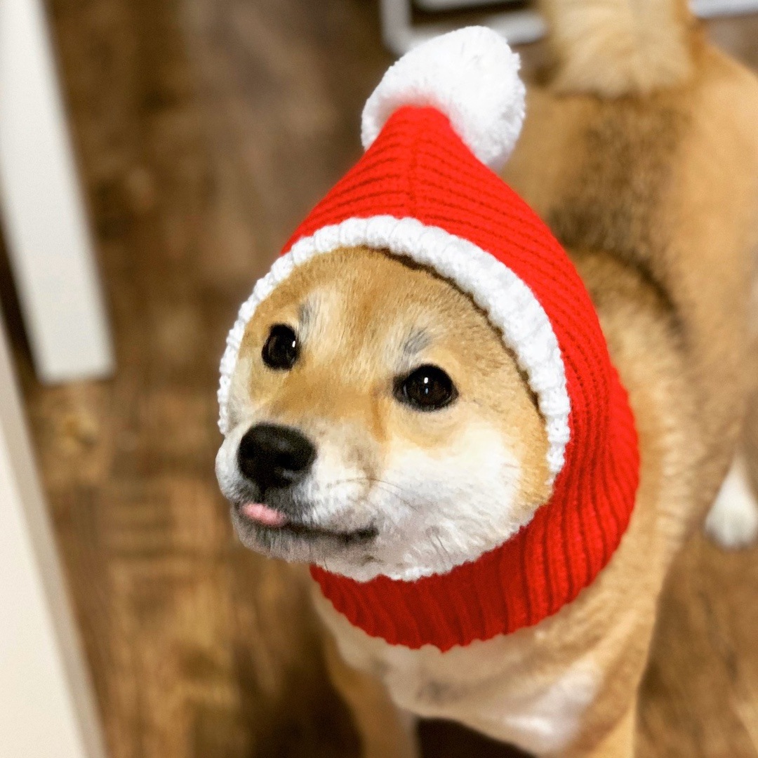 Red Santa Dog Hat Winter Pet Dog Accessories New Year Happy Pet Hat Dog Costume Christmas Hat for Cats Reindeer Puppy Cap Scarf