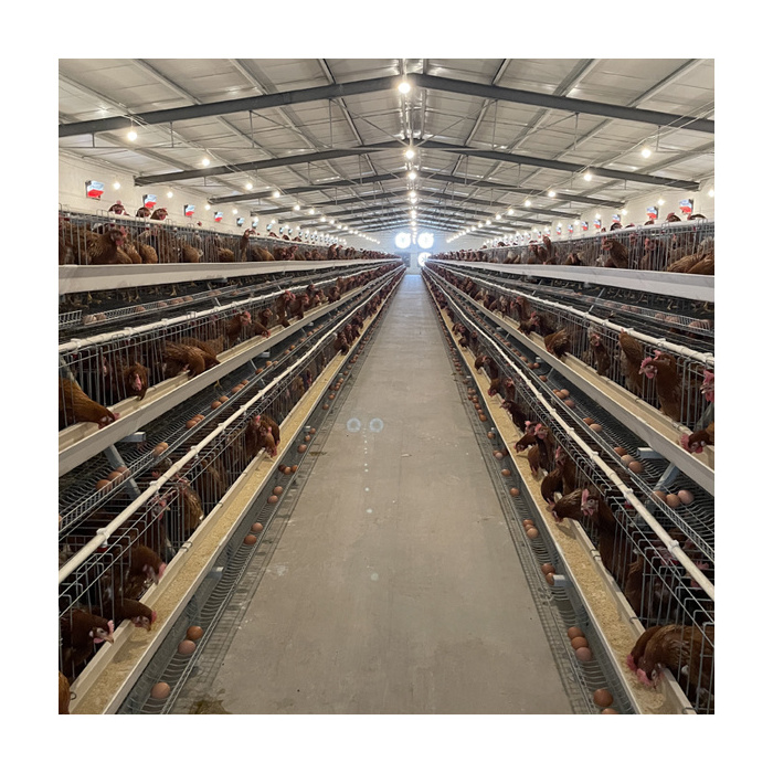 Hot Sale Automatic 4 Tiers A Type Galvanized Layer Chicken Cage Design Poultry Farm Equipments Chicken Coop