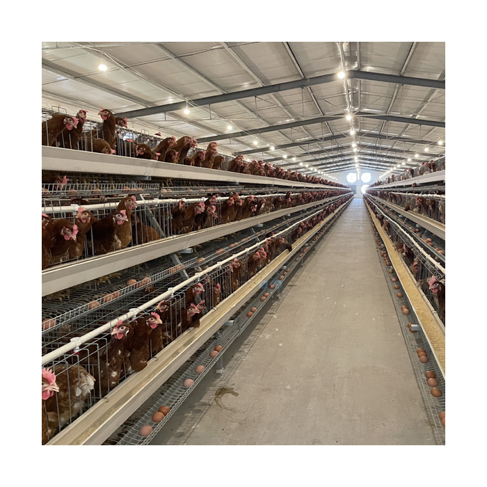 Hot Sale Automatic 4 Tiers A Type Galvanized Layer Chicken Cage Design Poultry Farm Equipments Chicken Coop