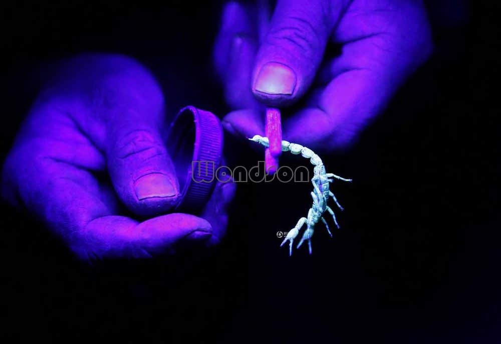 410nm Night Camping 51 LED High Violet Scorpion Hunting Torch UV LED Flashlight