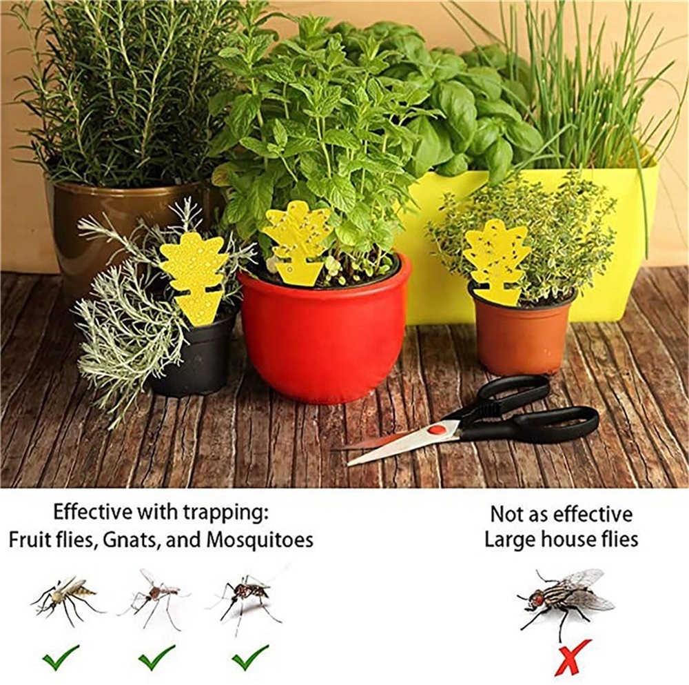 Flying Insects Sticky Trap Flies Mosquito Aphid Catcher Fruit Fly Fungus Gnat Double Sided Pest Trap