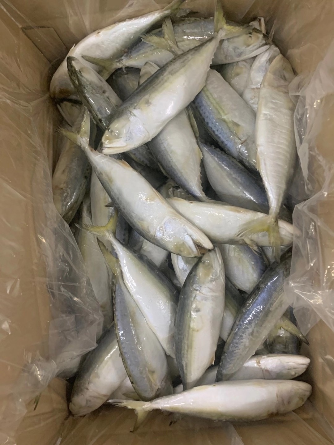 China supplier frozen indian mackerel fish