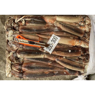 China export factory price squide calamari squid frozen squid whole