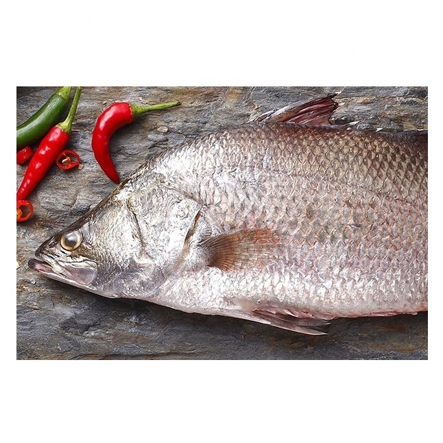 Frozen Barramundi Silver Sea Perch Fish