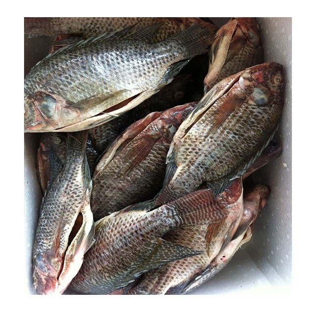 Sell frozen fish tilapia gutted scale on