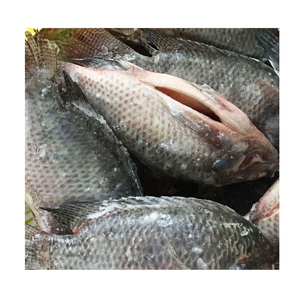 Sell frozen fish tilapia gutted scale on