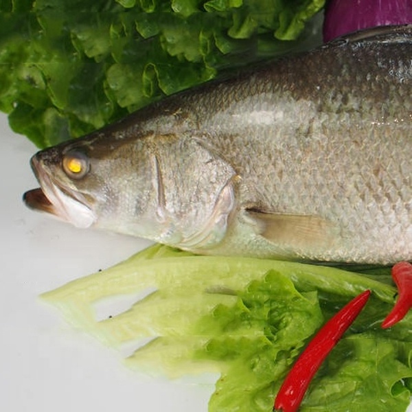 Frozen Barramundi Silver Sea Perch Fish