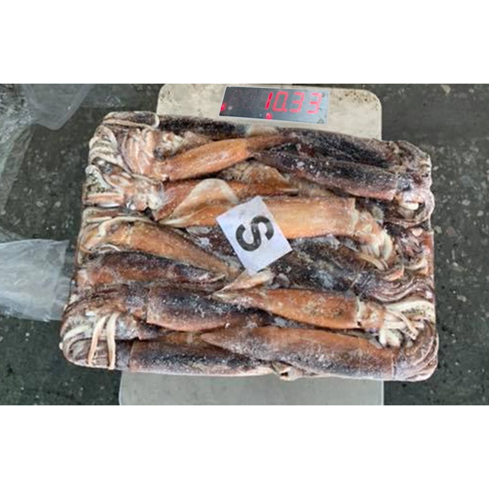 China export factory price squide calamari squid frozen squid whole