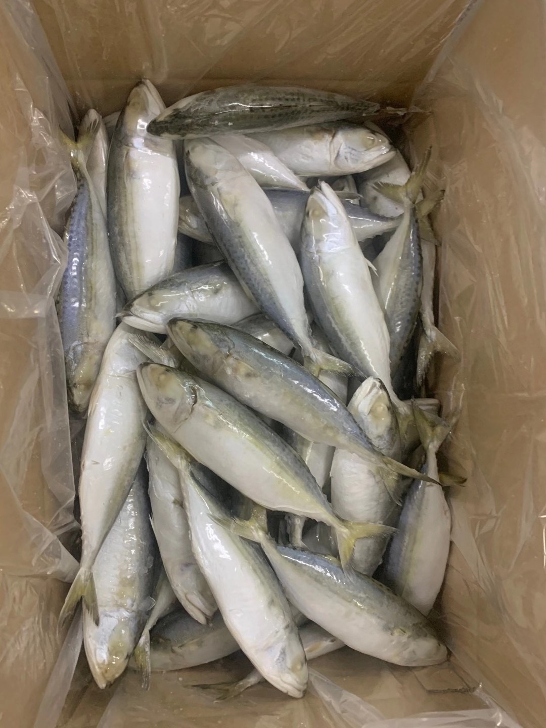 China supplier frozen indian mackerel fish