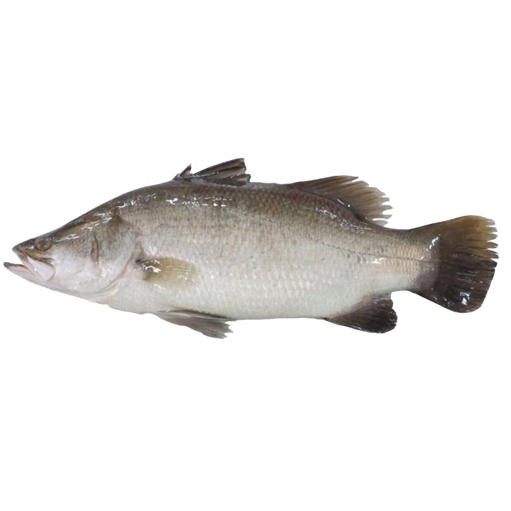 Frozen Barramundi Silver Sea Perch Fish