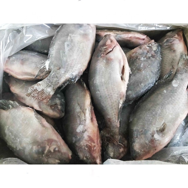 Sell frozen fish tilapia gutted scale on