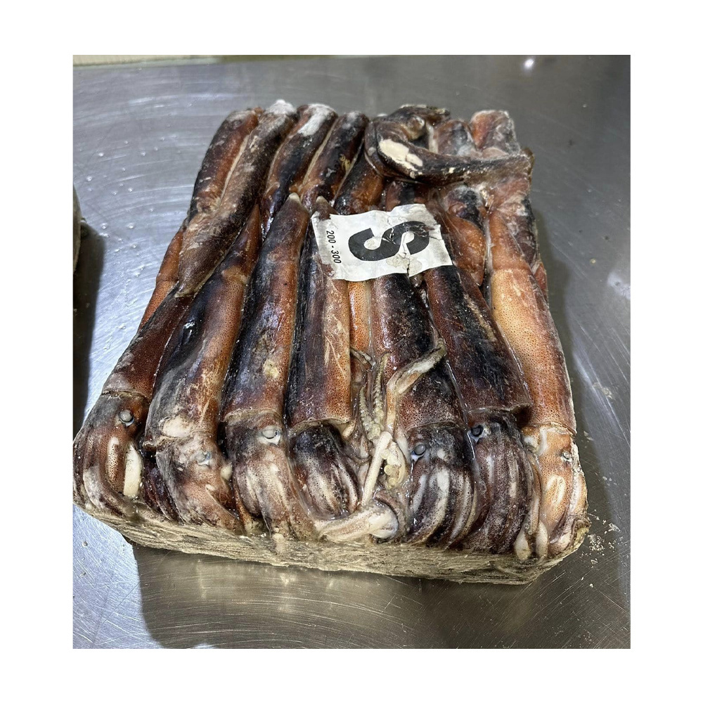 China export factory price squide calamari squid frozen squid whole