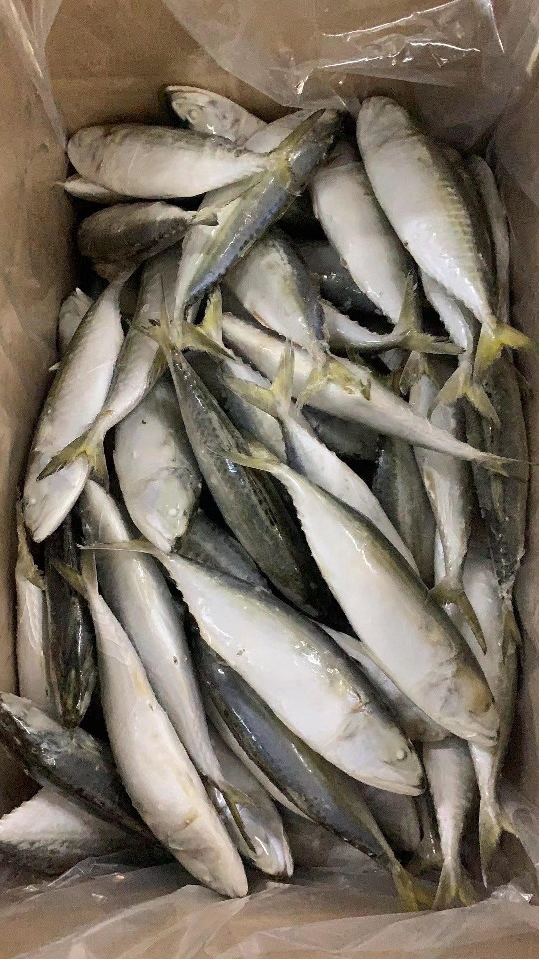 China supplier frozen indian mackerel fish