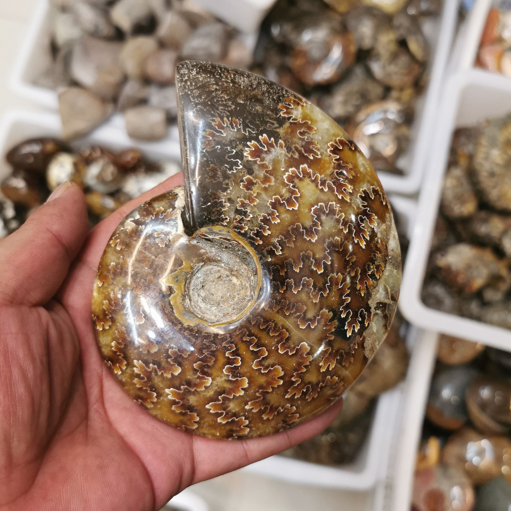 Wholesale high quality Natural crystal hand carving conch ammonite snail fossils mineral specimen