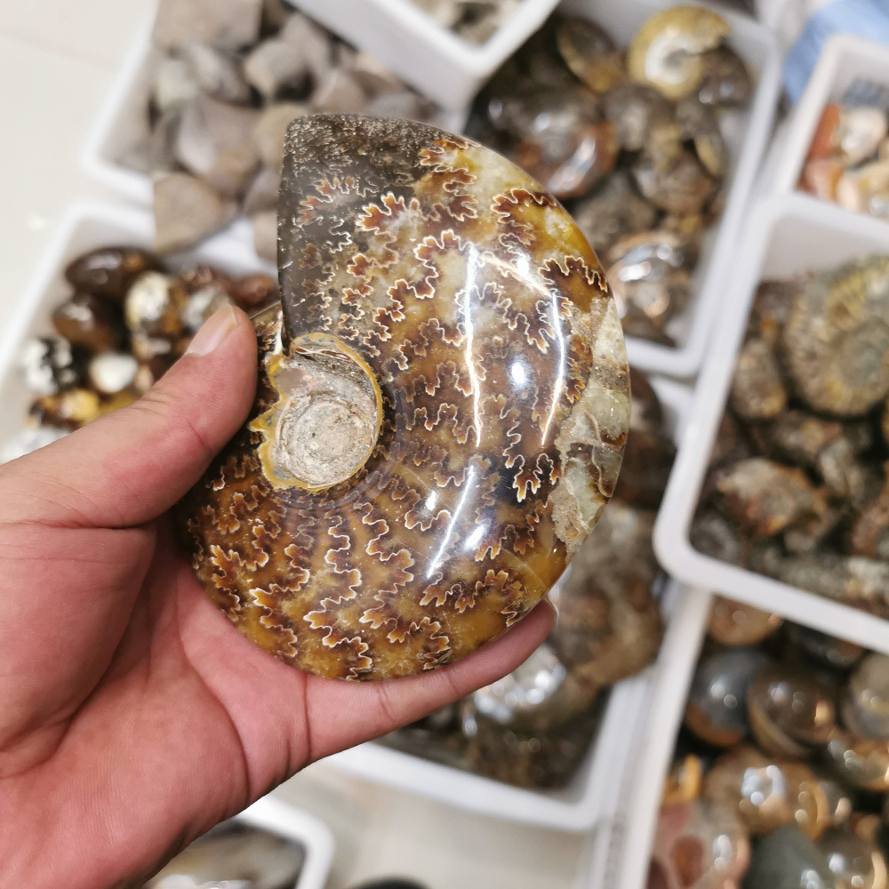 Wholesale high quality Natural crystal hand carving conch ammonite snail fossils mineral specimen