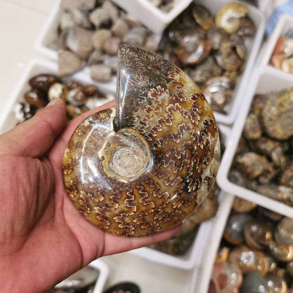 Wholesale high quality Natural crystal hand carving conch ammonite snail fossils mineral specimen