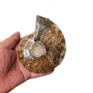 Wholesale high quality Natural crystal hand carving conch ammonite snail fossils mineral specimen