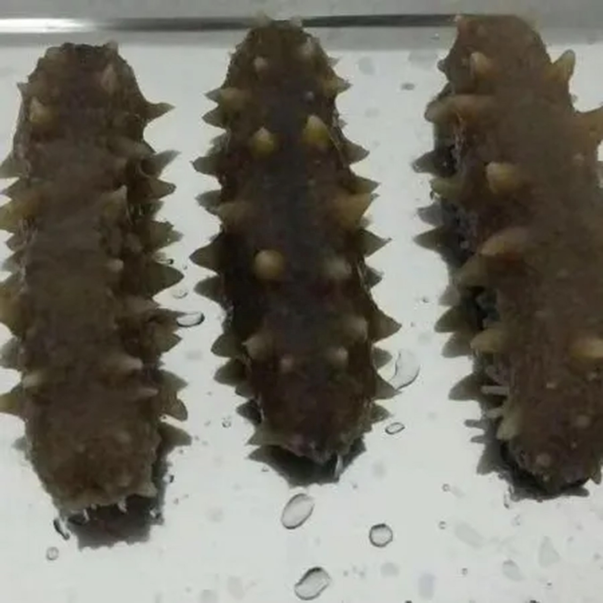 Natural sea cucumber high quality, dried sea cucumber rich nutrition wholesale price