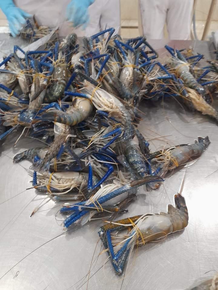 Vietnam Frozen Scampi Shrimp for export at High Quality