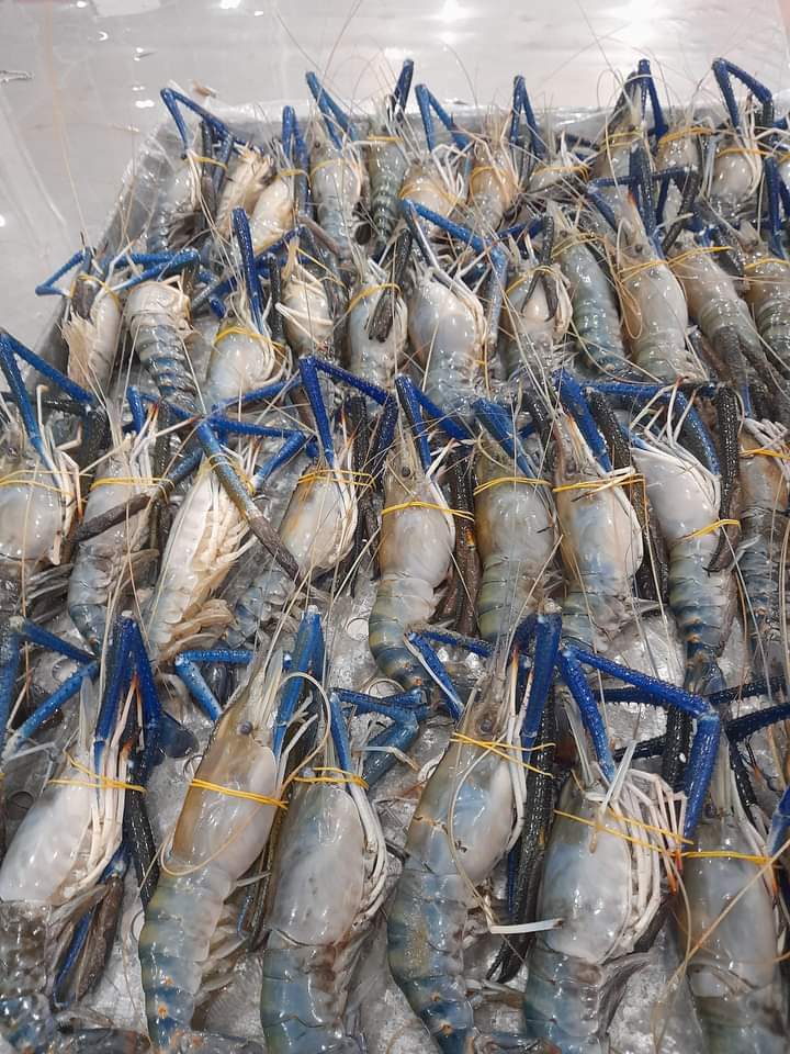 Vietnam Frozen Scampi Shrimp for export at High Quality