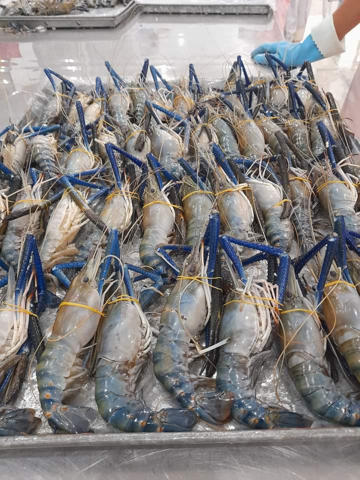 Vietnam Frozen Scampi Shrimp for export at High Quality