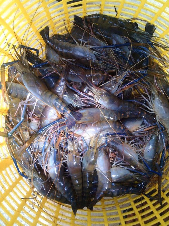 Vietnam Frozen Scampi Shrimp for export at High Quality