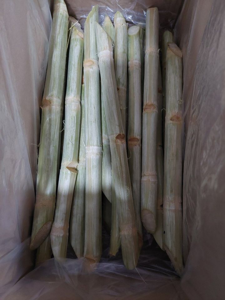 (HOT SALE 2023) Frozen IQF Sugar Cane Peeled Best Price From Vietnam