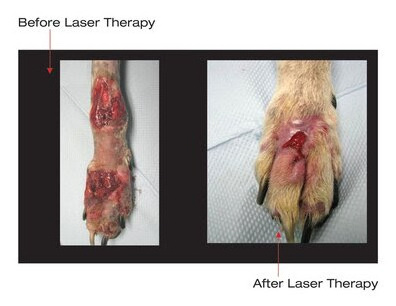 Latest Tech Laser Factory Class 4 High Power  Horse Dog Therapy Wound Healing Pain Relief Vet Laser