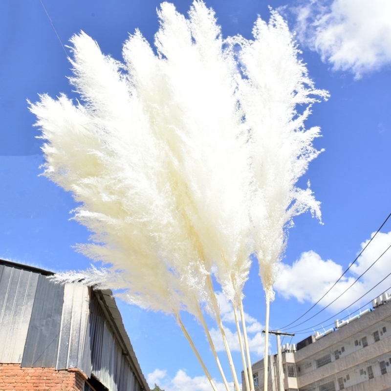 TC 100pcs Home Wedding Centerpieces Bouquet Decoration Artificial Dried Flowers Plants Decorative Fluffy Tall Pampas Grass