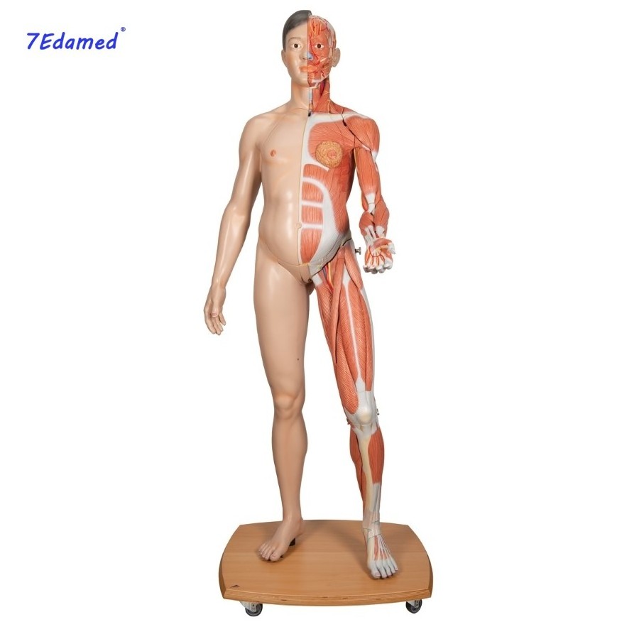 Human musculoskeletal anatomy model