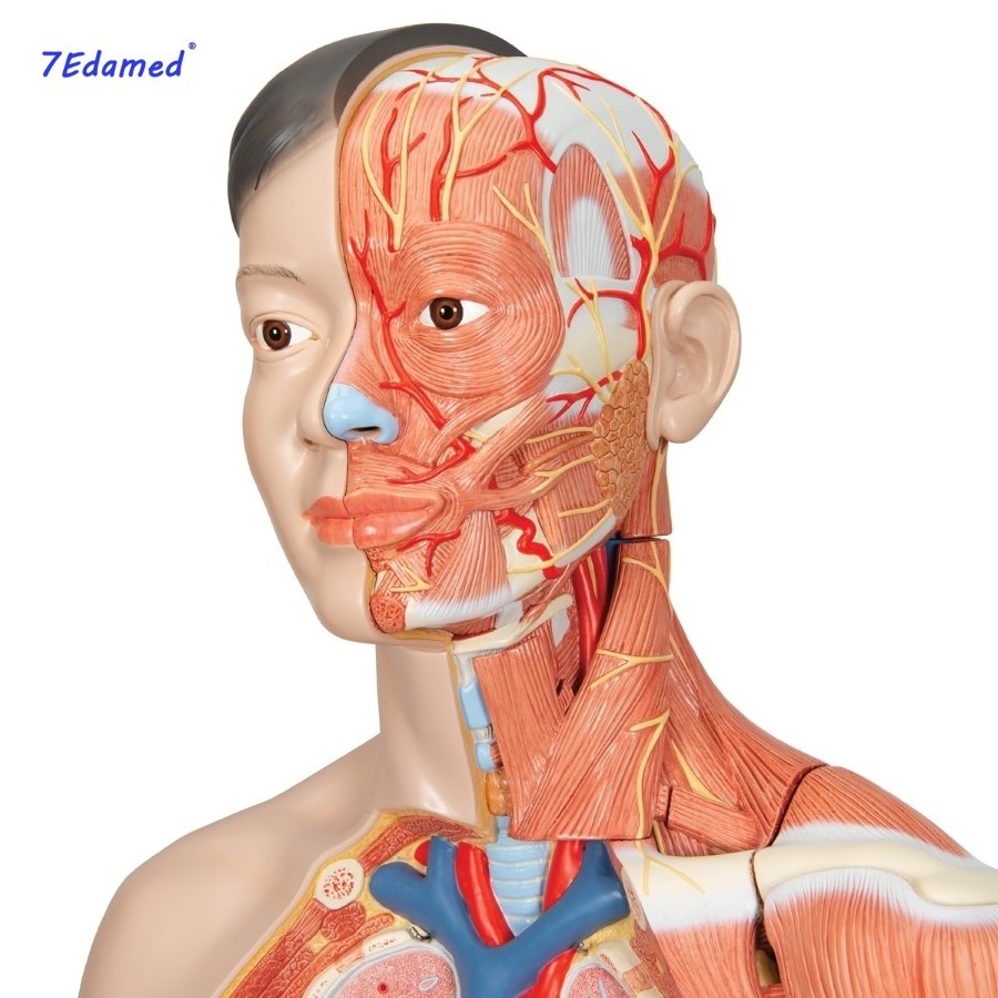 Human musculoskeletal anatomy model