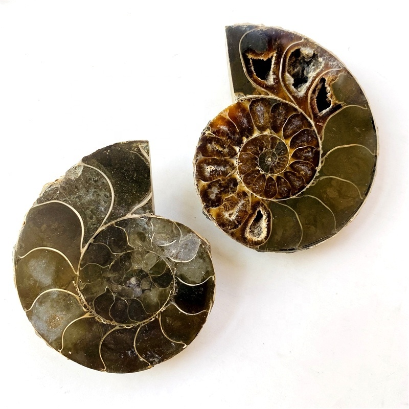 Hot Sale Natural Split Conch Ammonite Shell Fossils Slices For Decoration collection