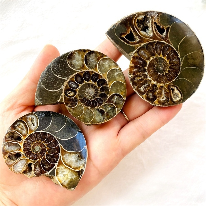 Hot Sale Natural Split Conch Ammonite Shell Fossils Slices For Decoration collection