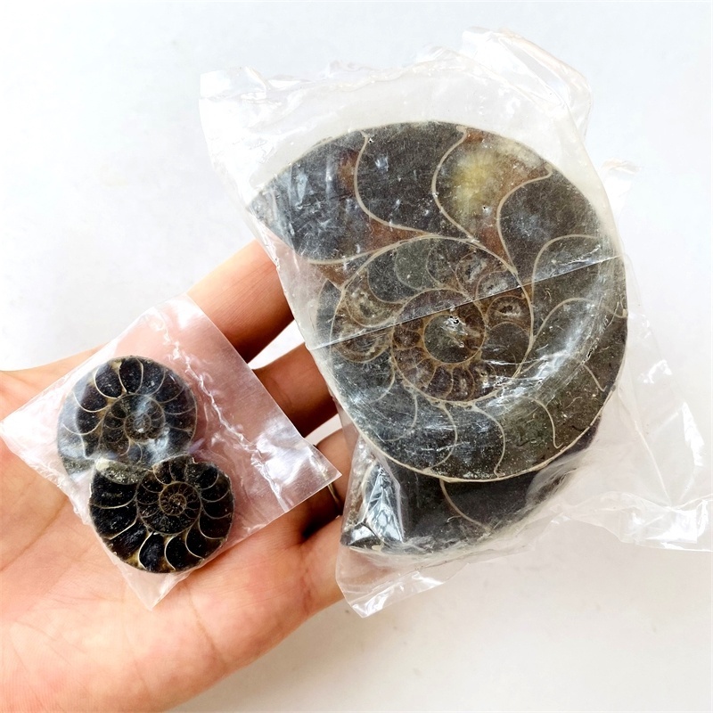 Hot Sale Natural Split Conch Ammonite Shell Fossils Slices For Decoration collection