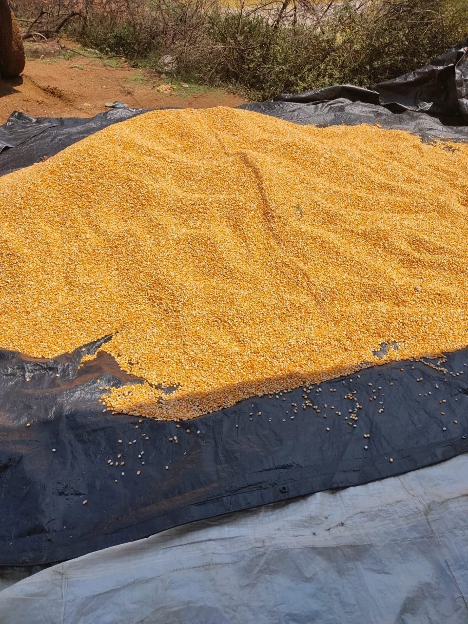 Indian Yellow Corn Maize Animal Feed For Poultry Feed Export Bulk Quantity Supplier and Manufacturer From India