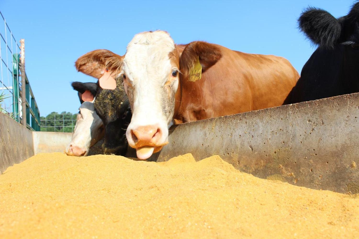 Indian Yellow Corn Maize Animal Feed For Poultry Feed Export Bulk Quantity Supplier and Manufacturer From India