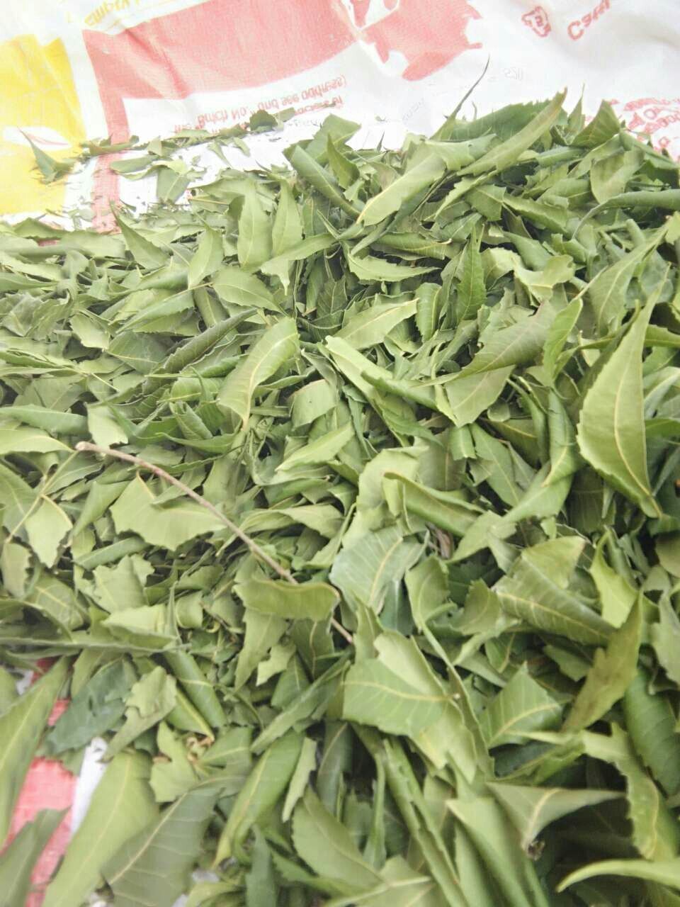 Natural neem leaves for tea purpose from indian exporter neem dry leaf high protein health tea