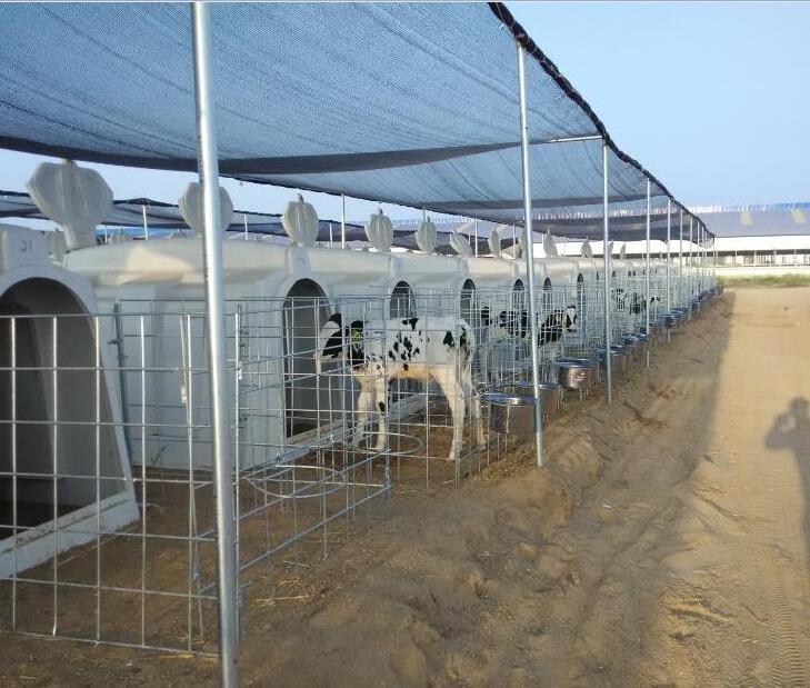 Dairy Farm Pasture Individual Calves Cattle Cow Pen Housing Calf Hutch