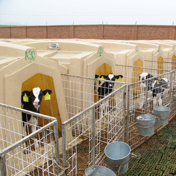 calf hutch assembled in ranch keep the calf,cow in warm and comfortable accommodation condition