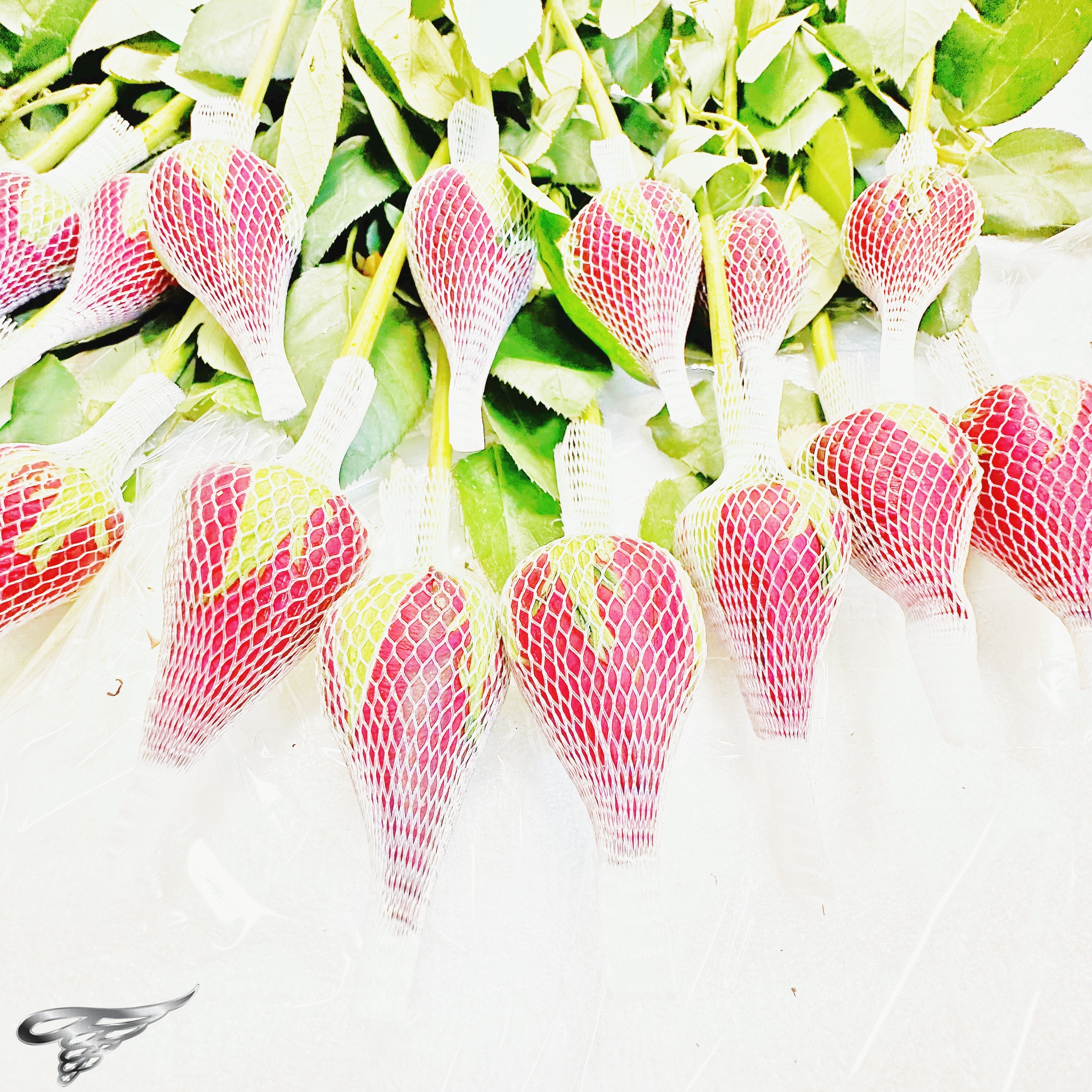 Wholesale Plastic Mesh Rose Flower Bud Protective Sleeve Nets