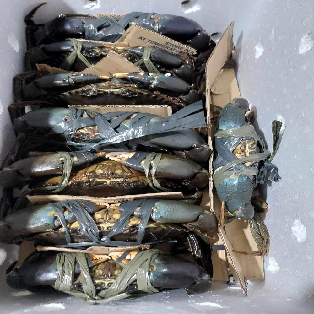 2024 Wholesale Fresh Crab / Frozen Crab / Whole Crab For Export Competitive Price