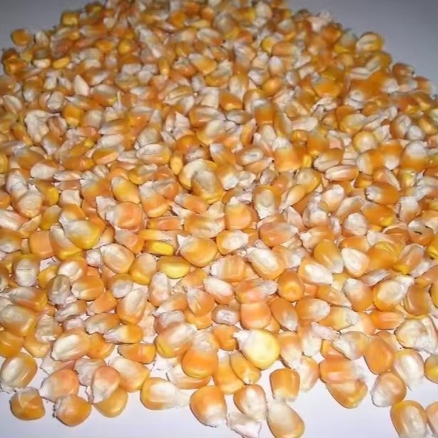 Sweet bulk supplies yellow corn & white corn maize for human & animal feed